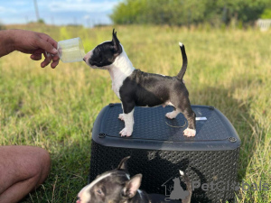 Photos supplémentaires: Bull Terrier miniature FCI