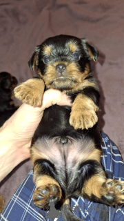 Photo №4. Je vais vendre biewer yorkshire terrier, yorkshire terrier en ville de Riga. annonce privée, de la fourrière, éleveur - prix - 600€