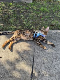 Photo №2 de l'annonce № 152944 de la vente bengal - acheter à La finlande annonce privée