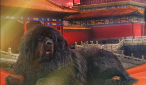 Photos supplémentaires: Chiots de dogue tibétain
