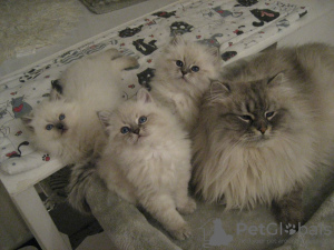 Photo №3. Beaux chatons sibériens à vendre. Fédération de Russie
