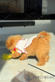 Photo №1. bichon maltais - à vendre en ville de Berlin | 800€ | Annonce №163965