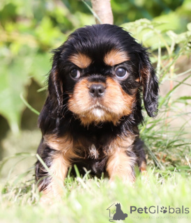 Photo №1. cavalier king charles spaniel - à vendre en ville de Milan | 2125€ | Annonce №141333
