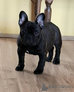 Photo №4. Je vais vendre bouledogue en ville de Smederevo. éleveur - prix - négocié
