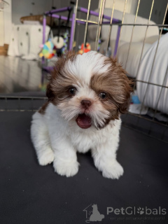 Photo №4. Je vais vendre shih tzu en ville de Varsovie. éleveur - prix - négocié