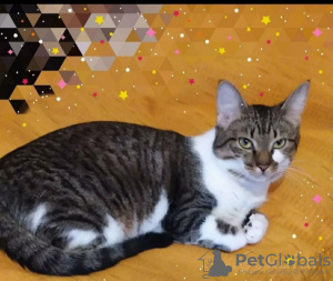 Photo №3. Le charmant chat gris Tigrusha est à la recherche d'un foyer et d'une famille. Biélorussie