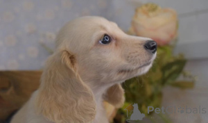 Photo №4. Je vais vendre teckel en ville de Innsbruck. éleveur - prix - 489€