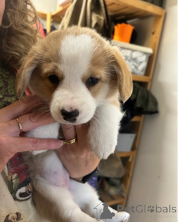 Photo №3. Chiot corgi gallois. Allemagne