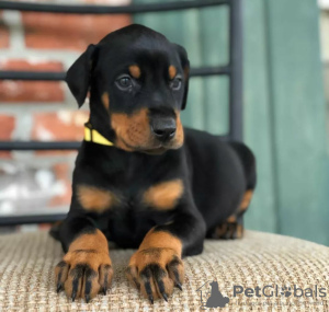 Photo №1. dobermann - à vendre en ville de Helsinki | négocié | Annonce №123560