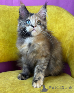 Photo №1. maine coon - à vendre en ville de Eschenau | négocié | Annonce № 156254