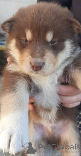 Photo №2 de l'annonce № 73385 de la vente chien bâtard - acheter à Fédération de Russie annonce privée