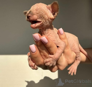 Photo №2 de l'annonce № 159885 de la vente sphynx - acheter à Lituanie annonce privée