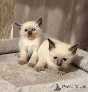 Photo №1. scottish fold - à vendre en ville de Erftstadt | 350€ | Annonce № 178460