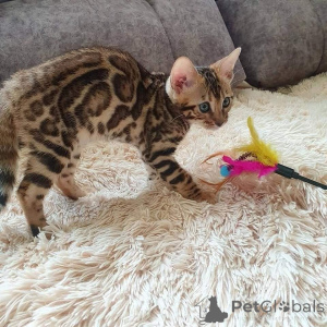 Photo №3. Chatons bengaux disponibles à la vente. USA