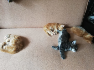 Photo №3. Des chatons de race Maine Coon sont proposés, les garçons restent en marbre noir. Fédération de Russie
