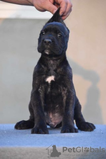 Photo №2 de l'annonce № 71817 de la vente cane corso - acheter à Serbie éleveur