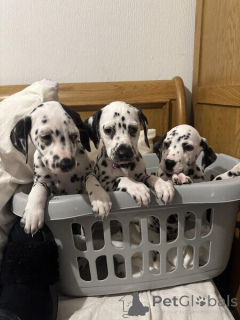 Photo №1. dalmatien - à vendre en ville de Anvers | négocié | Annonce №169667