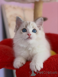 Photo №3. Chatons Ragdoll exceptionnels disponibles Aimants, joueurs et élevés en famille. Pays Bas