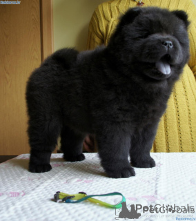 Photo №1. chow-chow - à vendre en ville de Prague | négocié | Annonce №178296