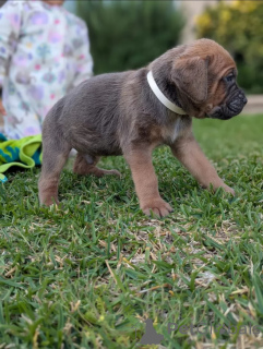 Photo №4. Je vais vendre chien bâtard en ville de Glasgow. éleveur - prix - 1100€