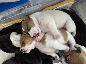 Photo №1. jack russell terrier - à vendre en ville de Cendre | 3875€ | Annonce №164575