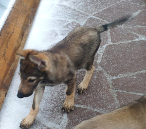Photo №2 de l'annonce № 4556 de la vente chien-loup tchécoslovaque - acheter à Fédération de Russie éleveur