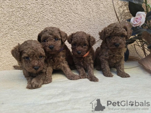 Photos supplémentaires: Caniches rouges TOY - Chiots à vendre