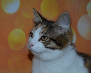 Photo №2 de l'annonce № 7042 de la vente bobtail des kouriles - acheter à Fédération de Russie de la fourrière