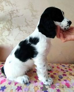 Photo №1. cocker américain, cocker spaniel anglais - à vendre en ville de Minsk | négocié | Annonce №139117