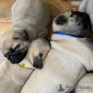 Photo №3. Reinrassige Mops-Welpen abzugeben Kontaktieren Sie mich. Allemagne
