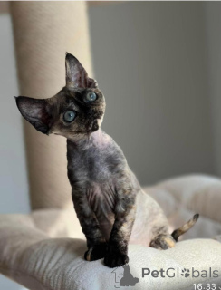 Photo №1. devon rex - à vendre en ville de Berlin | négocié | Annonce № 164277
