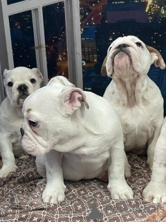 Photo №2 de l'annonce № 135185 de la vente bulldog anglais - acheter à Fédération de Russie annonce privée, de la fourrière, éleveur