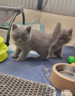 Photo №1. british shorthair - à vendre en ville de Affalterbach | 350€ | Annonce № 172286