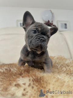 Photo №3. Exclusif! Chiots bouledogue français.. L'Autriche