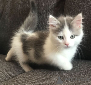 Photo №1. munchkin - à vendre en ville de Steinbach-Hallenberg | négocié | Annonce № 169481