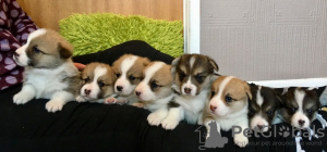 Photo №1. welsh corgi - à vendre en ville de Hannover | 550€ | Annonce №127116