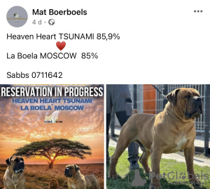 Photo №2 de l'annonce № 103223 de la vente boerboel - acheter à Serbie éleveur