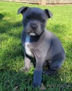 Photo №3. Acheter un chiot Staffordshire Bull Terrier pratique. Belgique