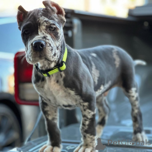 Photo №1. cane corso - à vendre en ville de Augsbourg | 700€ | Annonce №158576