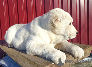 Photo №3. Chiots de SAO Alabai. Allemagne