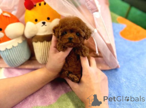 Photo №1. caniche (jouet) - à vendre en ville de Förby | négocié | Annonce №162564