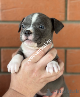 Photo №3. Le Bool-Bulf américain de vos rêves!. Fédération de Russie