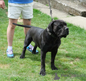 Photos supplémentaires: Chiots Boerboel (Mâtin sud-africain)