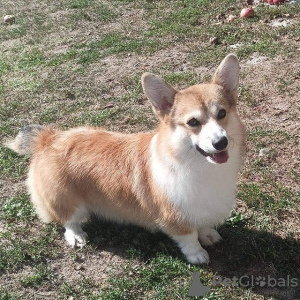 Photos supplémentaires: Corgi gallois Pembroke