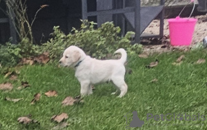 Photo №4. Je vais vendre labradoodle en ville de Бордо. annonce privée - prix - 800€