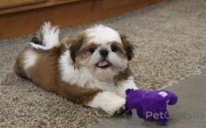 Photo №1. shih tzu - à vendre en ville de Hel | Gratuit | Annonce №93374