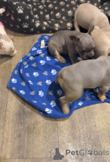 Photo №1. bouledogue - à vendre en ville de Melbourne | 388€ | Annonce №171777