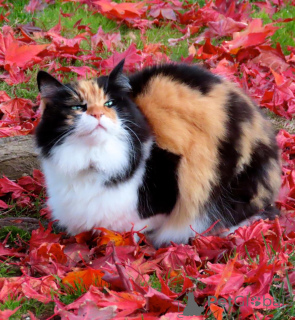 Photo №3. Chatons abordables de race pure. Chatons sains. Nos chatons sont formés à la. USA