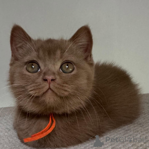 Photo №1. british shorthair - à vendre en ville de Munich | négocié | Annonce № 169873