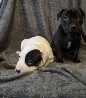 Photo №3. Puppies du Staffordshire Bull Terrier. Australie